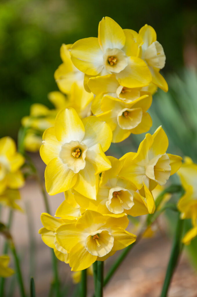 Regeneration daffodils showing multiple flowers per stem