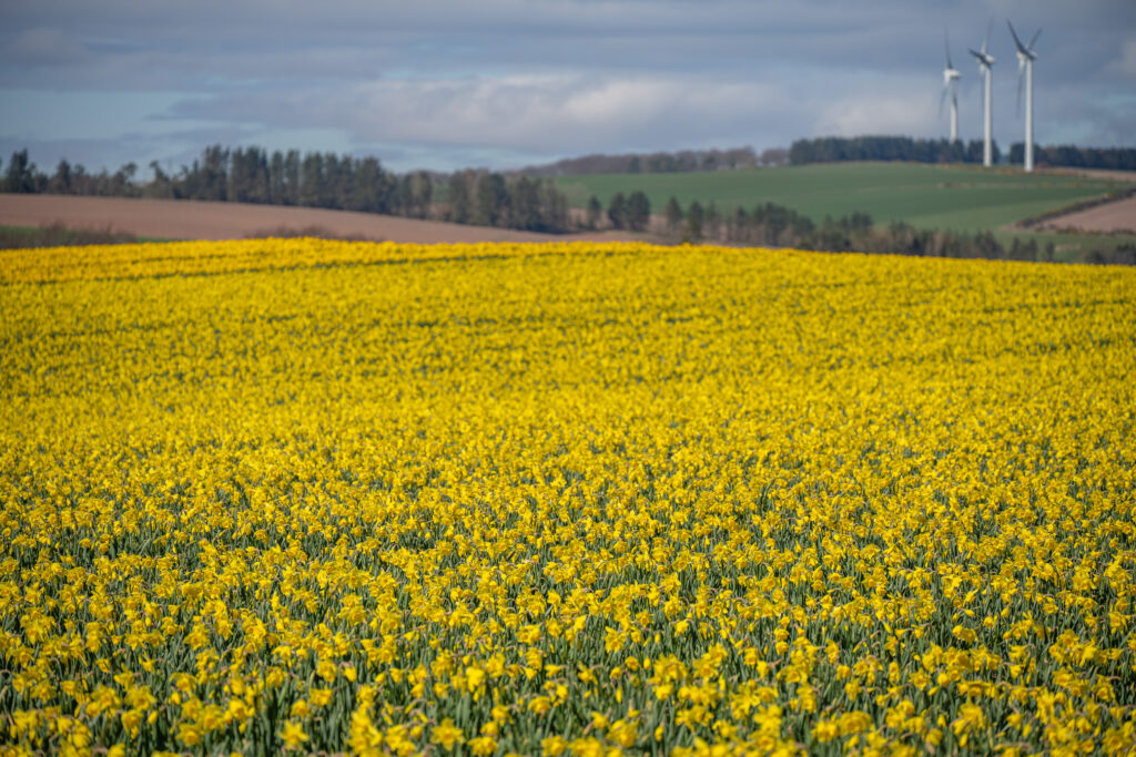 Scottish Gold daffodils in a field with hills in the distance