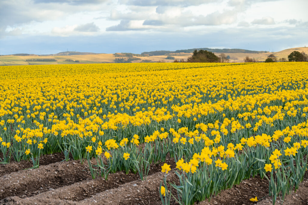 Scottish Gold daffodils planted in rows in a field with the Scottish countryside in the distance