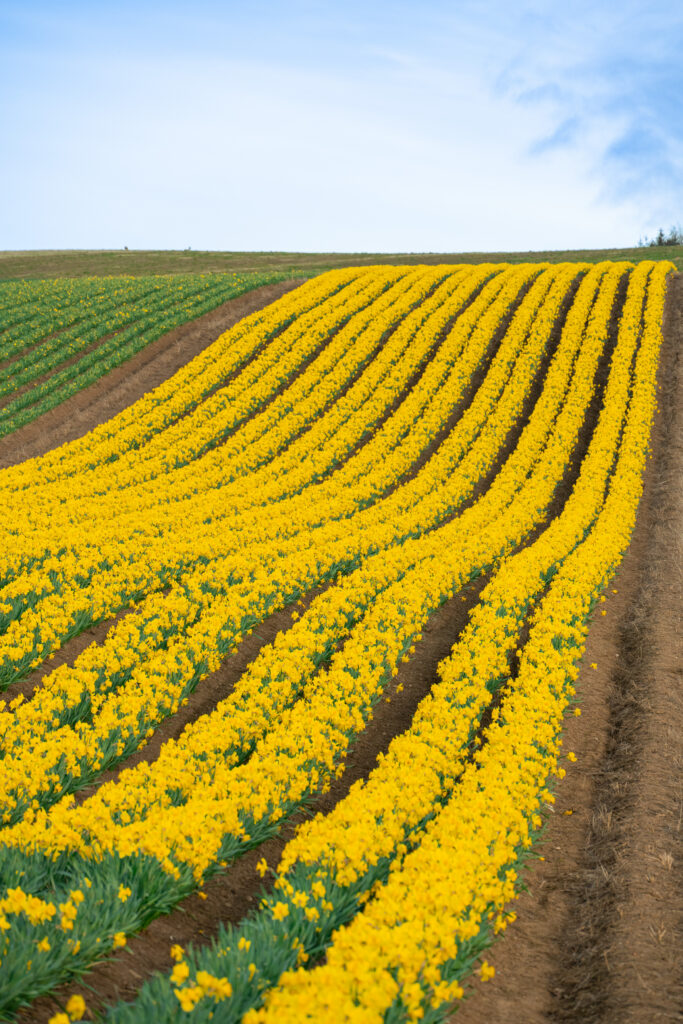 Scottish Gold daffodils on a rolling hill with a blue and cloudy sky in the distance