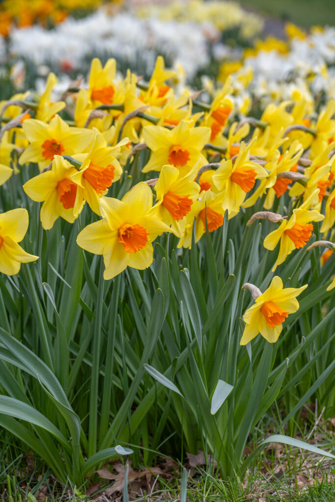 Texel Sun daffodils in full bloom in the spring