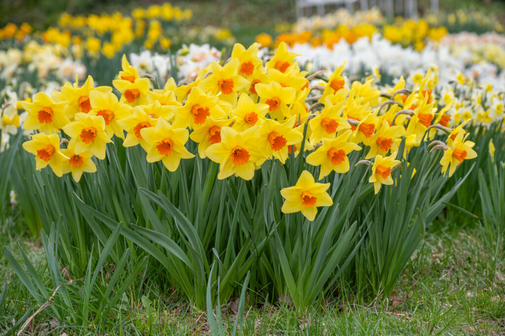Texel Sun daffodils planted in grass with a variety of other daffodils behind it