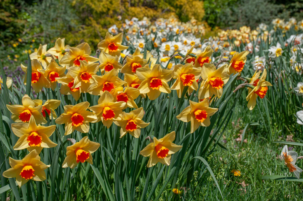 Texel Sun daffodils in bright sunlight