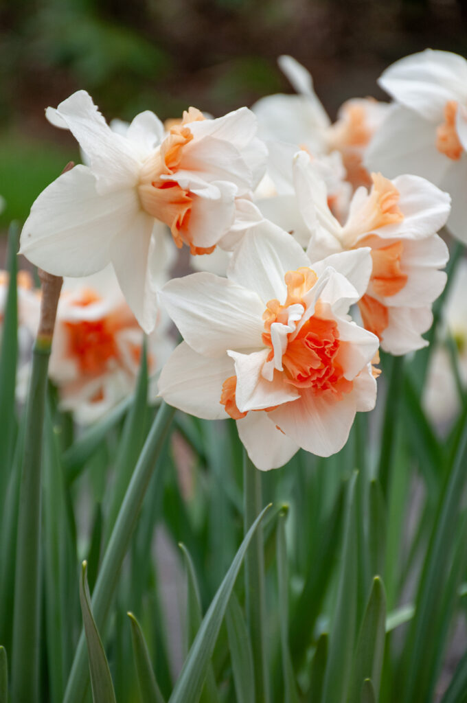 Replete Daffodils shown in profile and head on