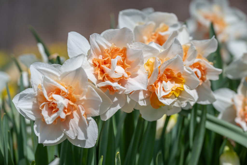 Replete Daffodils grouped together