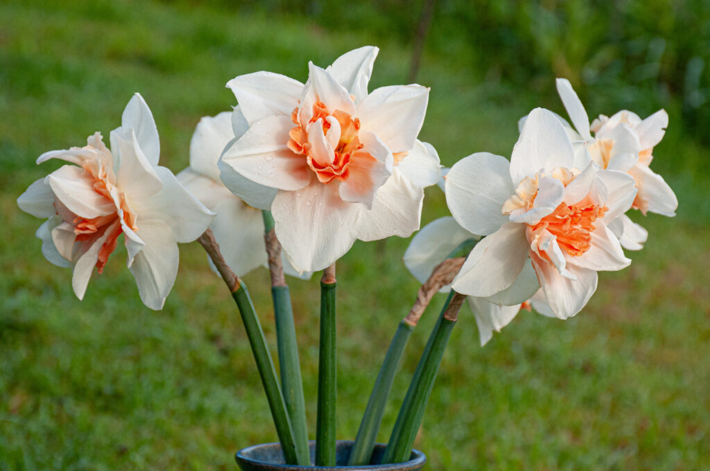 Replete Daffodils cut and placed in a vase