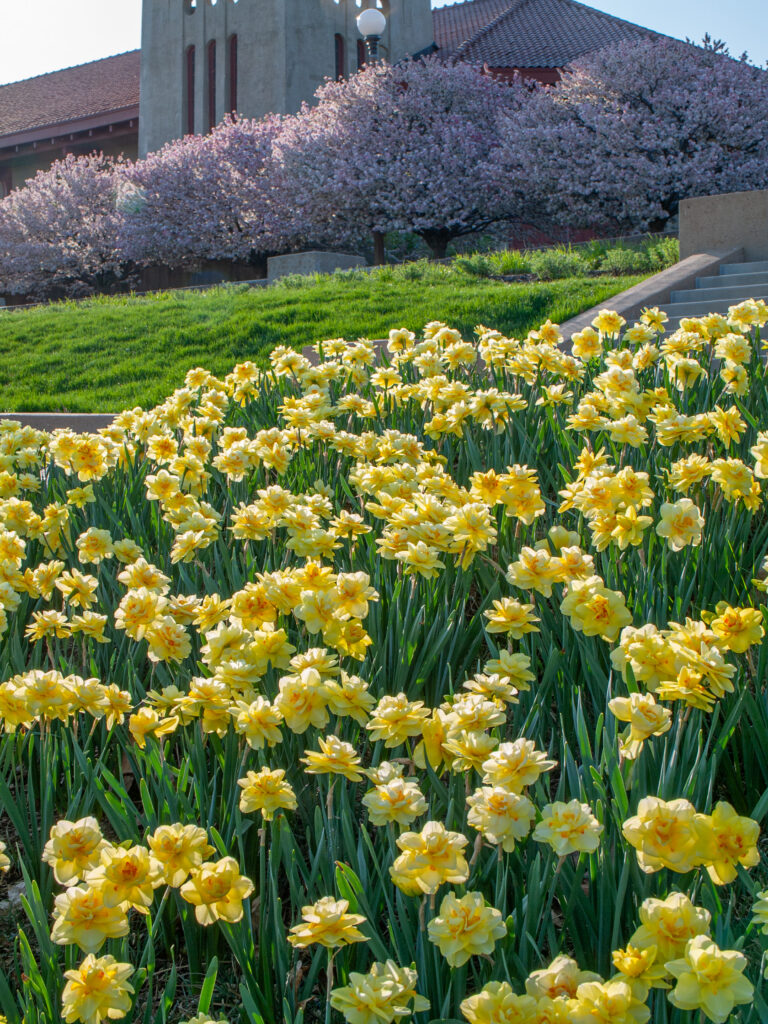 Tahiti LS daffodils planted in large numbers on a hillside
