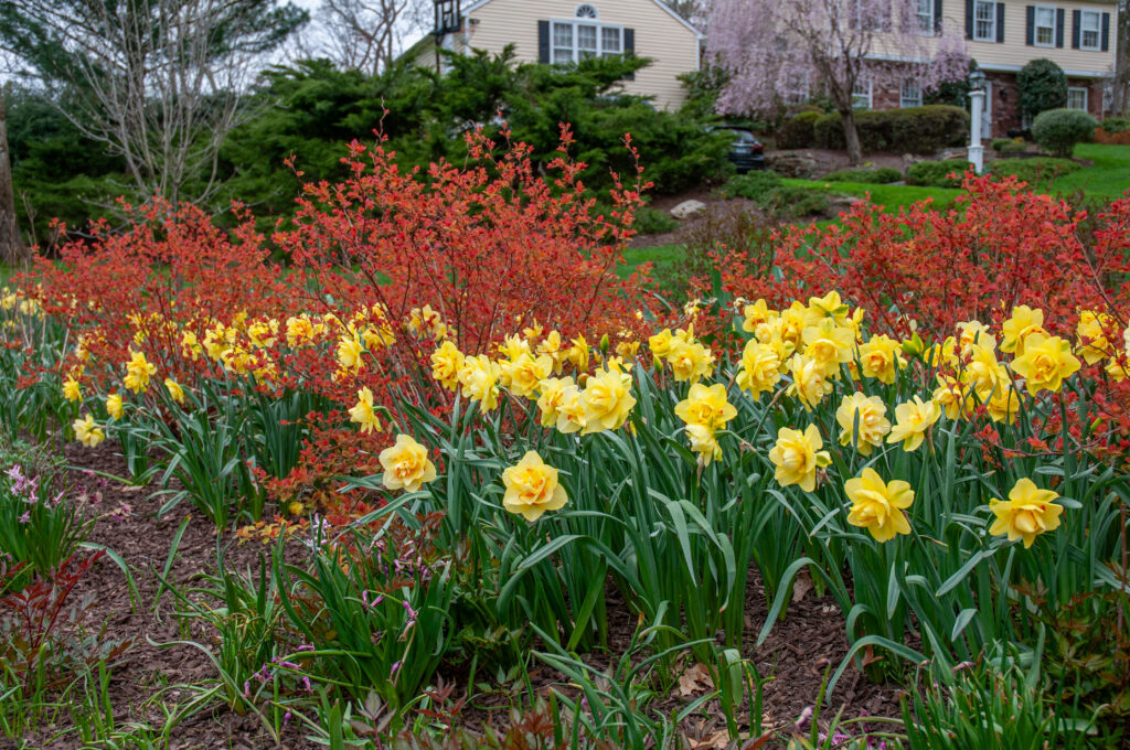 Tahiti LS daffodils show with the emerging copper-colored leaves of spiraeas