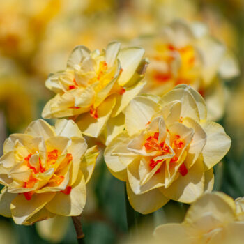 Tahiti LS daffodils from Colorblends shown head on and in profile