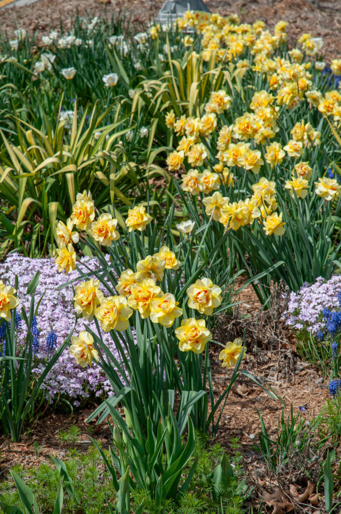 Tahiti LS daffodils planted in a garden with creeping phlox and a variegated yucca