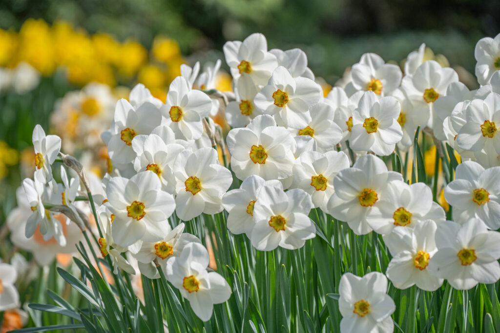 Daffodil Capisco flowers lit from behind by the sun
