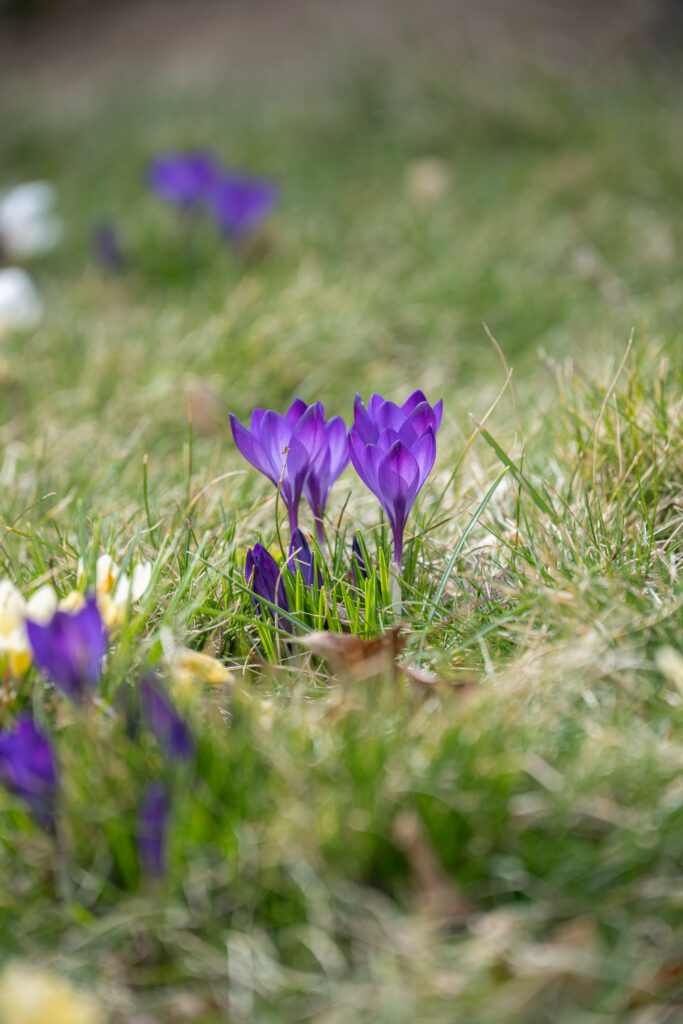 Ruby Giant Crocus bulbs emerging from a lawn in spring