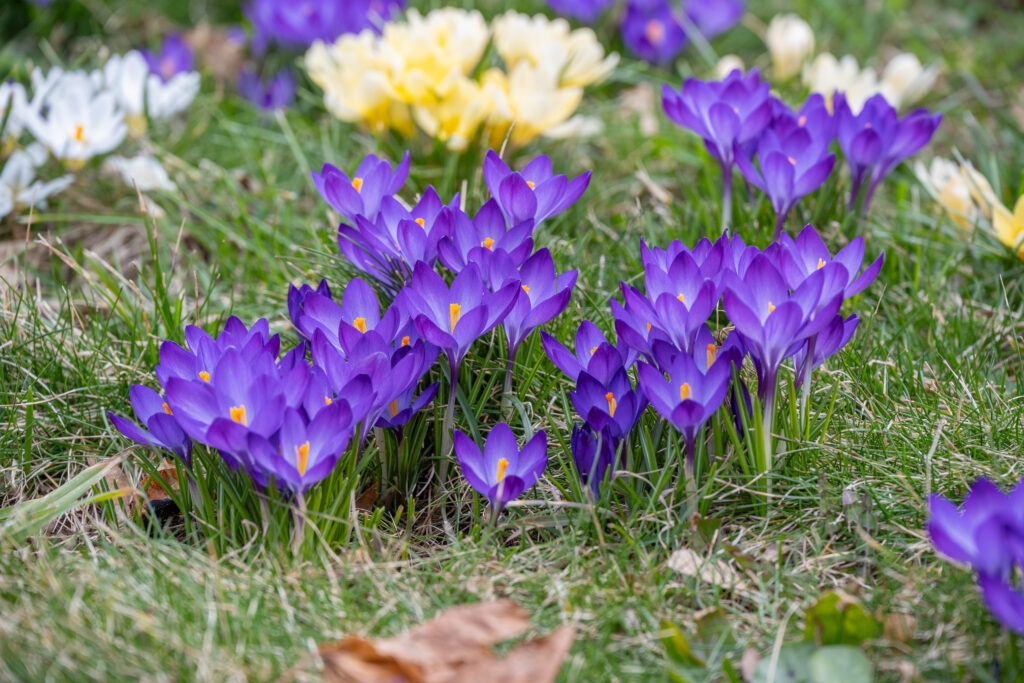 Ruby Giant Crocus bulbs flowering with other crocuses, some white, some cream colored
