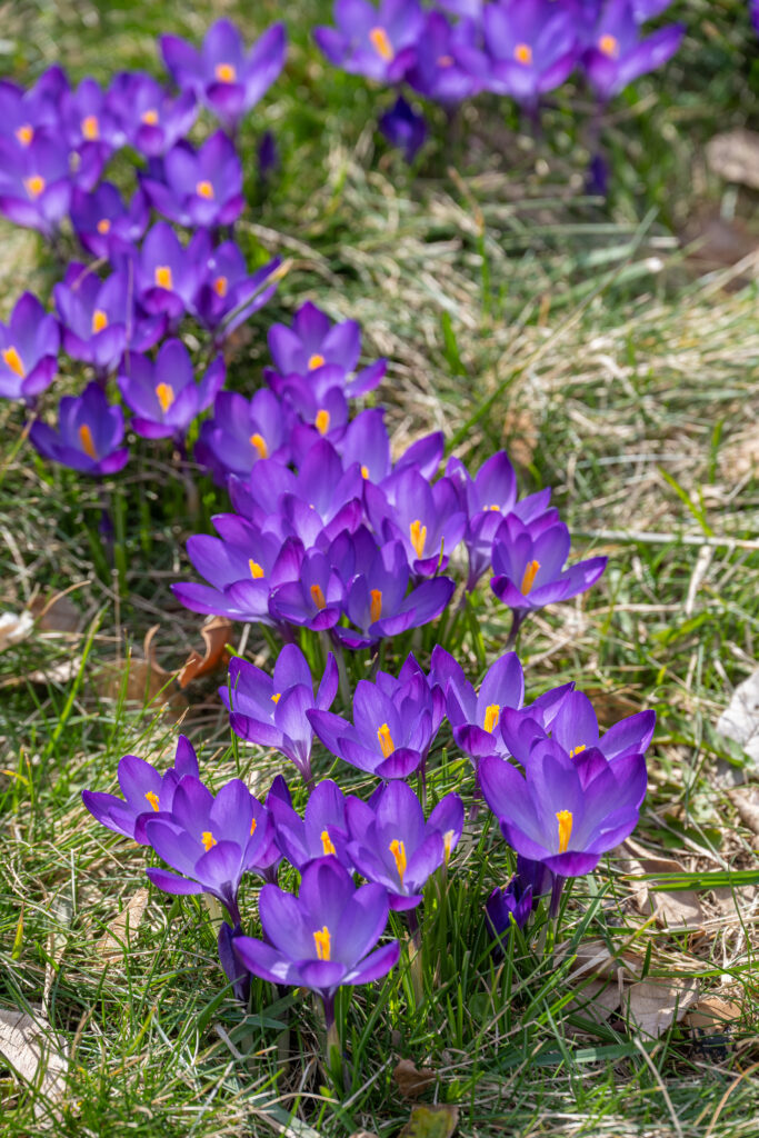 Ruby Giant Crocus bulbs blooming in grass