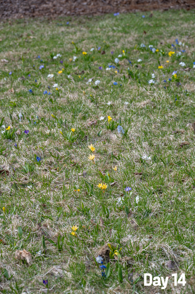 Lawn Starter Blend on day 14 of flowering