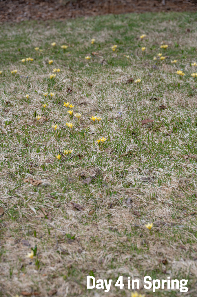 Lawn Starter Blend on day 4 consists of small early crocuses in brown grass