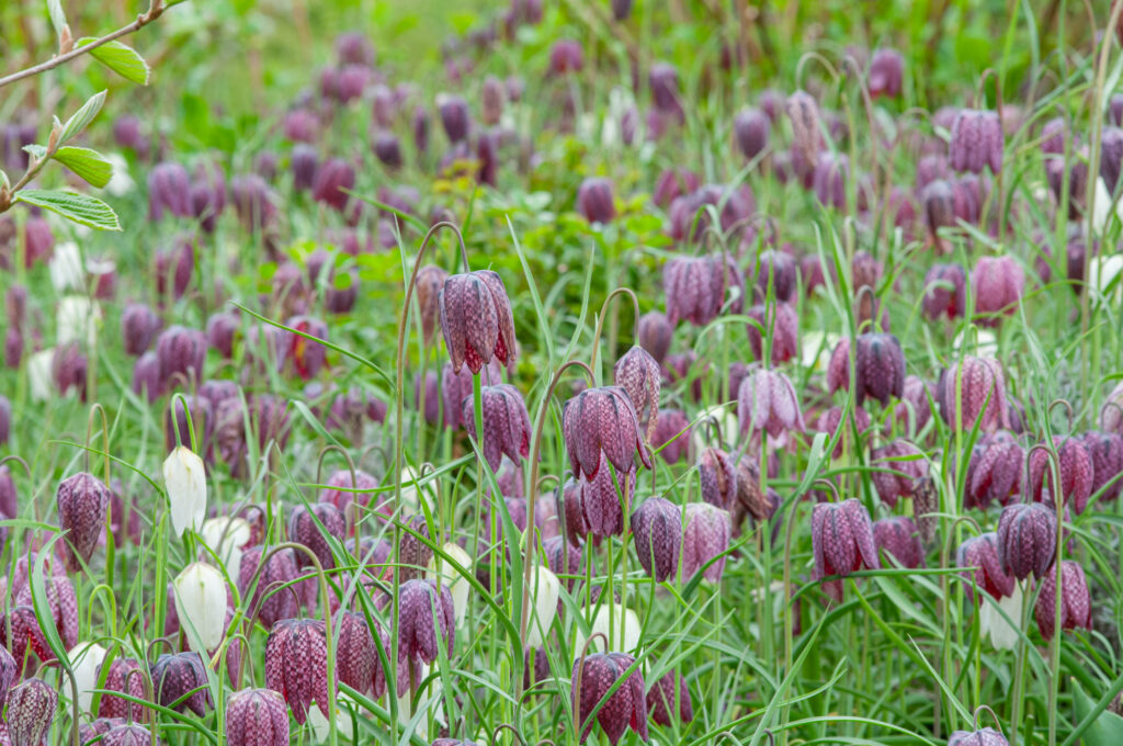 Snakes Head bulbs from Colorblends