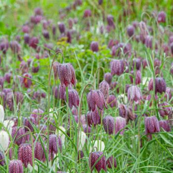 Snakes Head bulbs from Colorblends