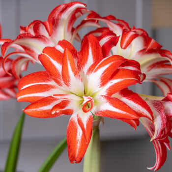 Splash Amaryllis Bulbs from Colorblends