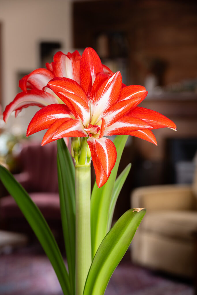 Splash Amaryllis in a living room