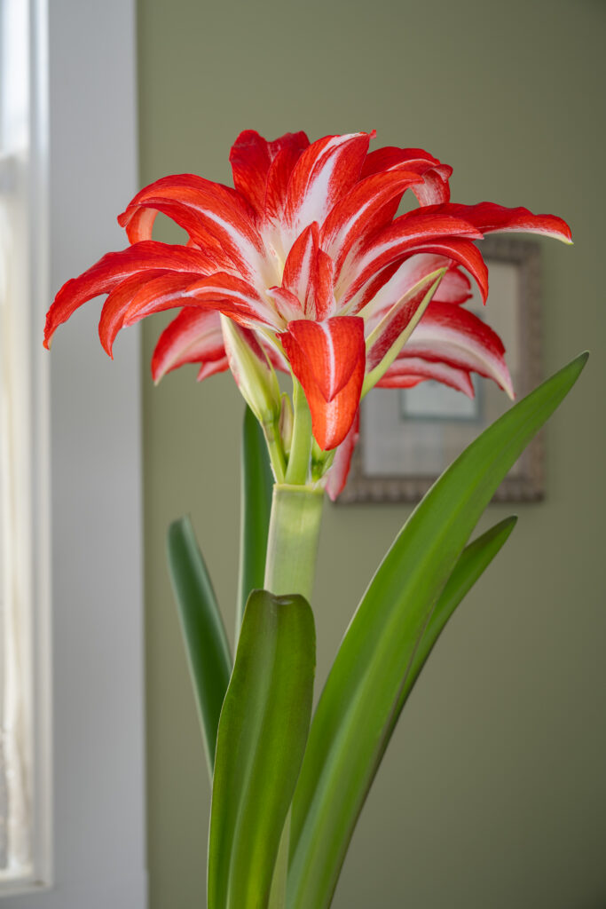 Splash Amaryllis in front of a window