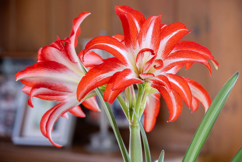 Splash Amaryllis red and white flowers