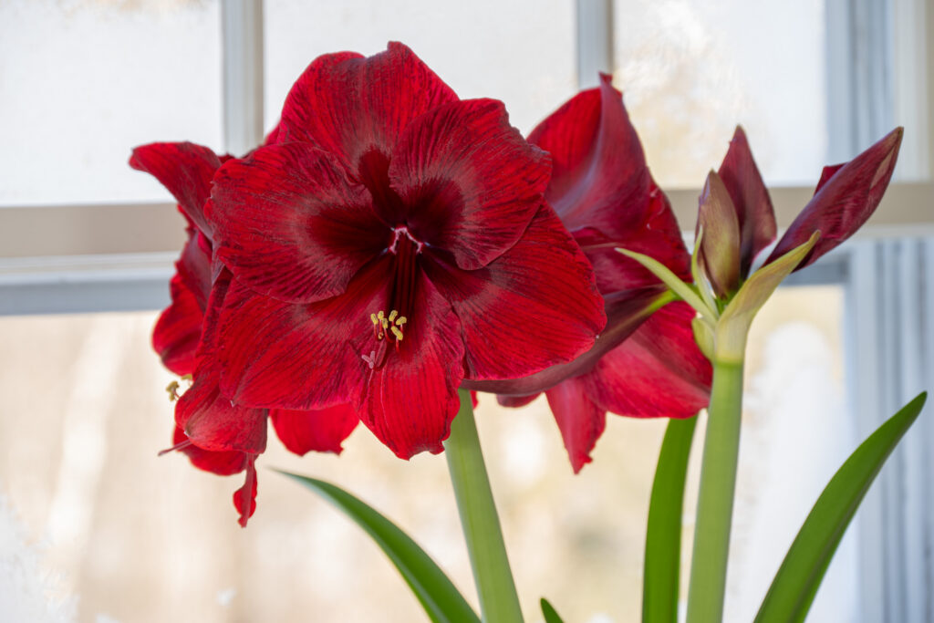 Red Pearl Amaryllis shown against a frosted window