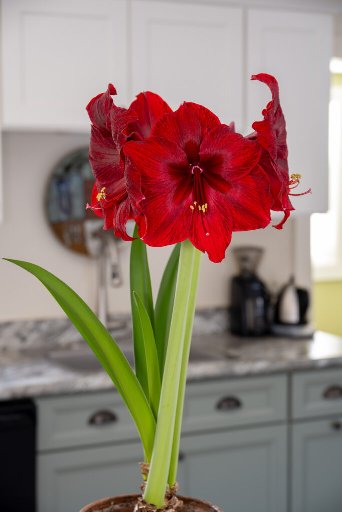 Red Pearl Amaryllis in a kitchen