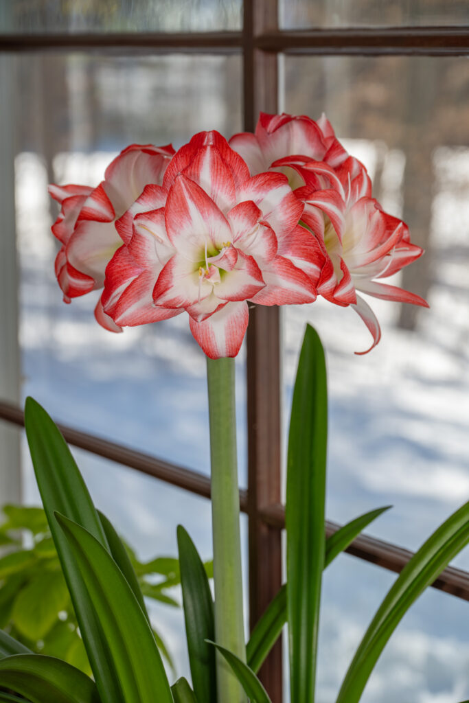 Blossom Peacock Amaryllis in a window with snow on the ground outside