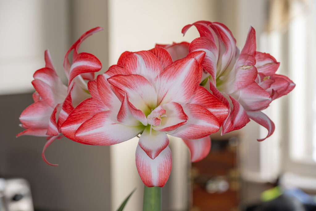 Blossom Peacock Amaryllis flowers shown head on and in profile