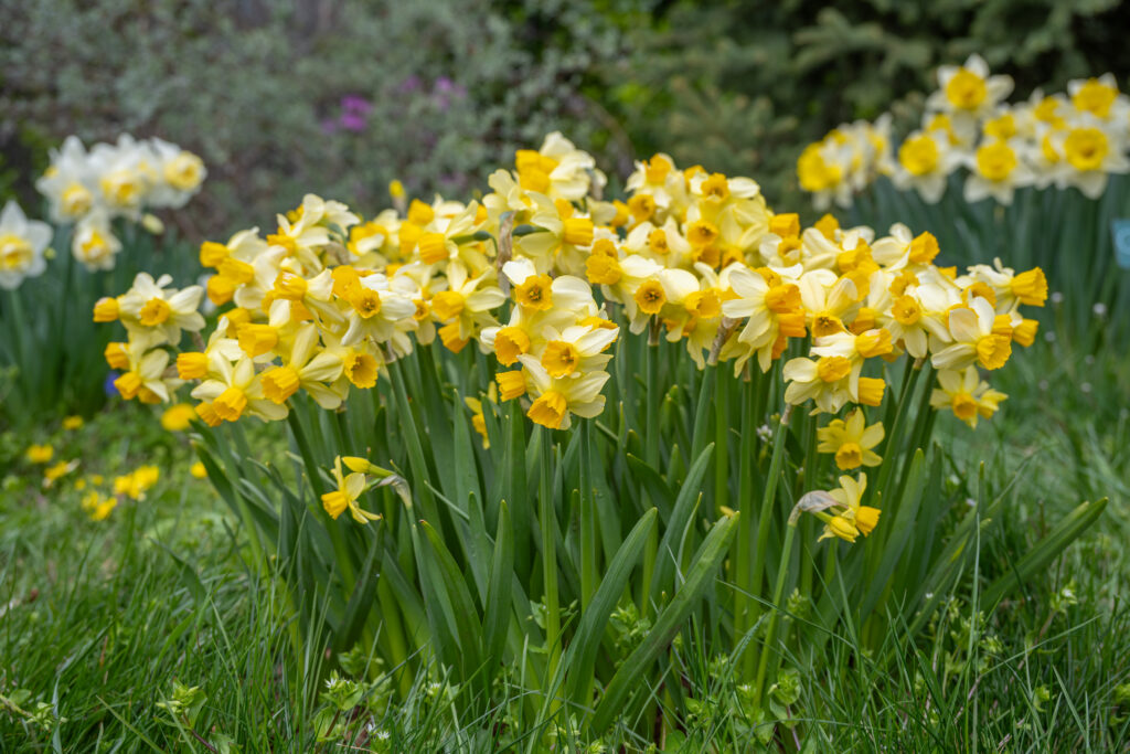 Eaton Song daffodils planted closely in a bouquet planting