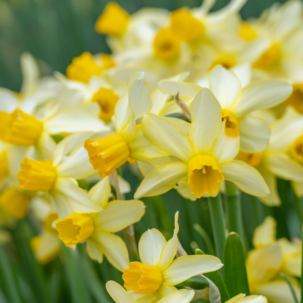 Eaton Song daffodils from Colorblends in a close-up