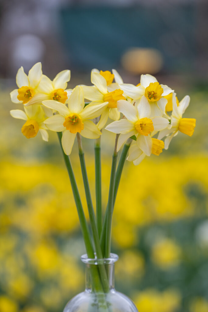 Eaton Song daffodils in a small glass vase with yellow flowers in the background