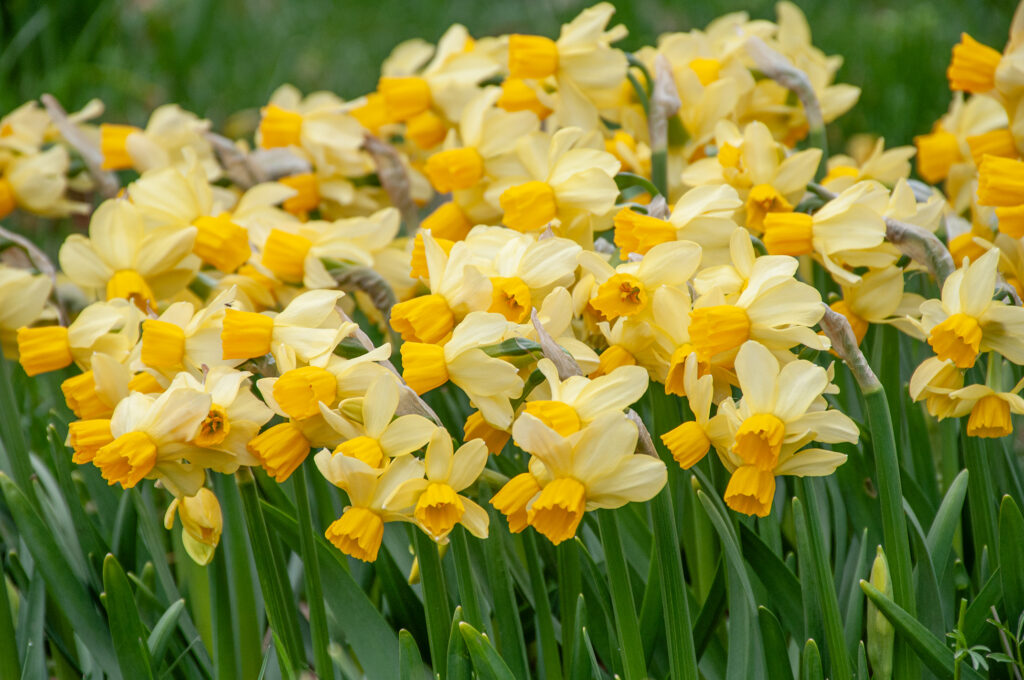 Eaton Song daffodils planted very closely together