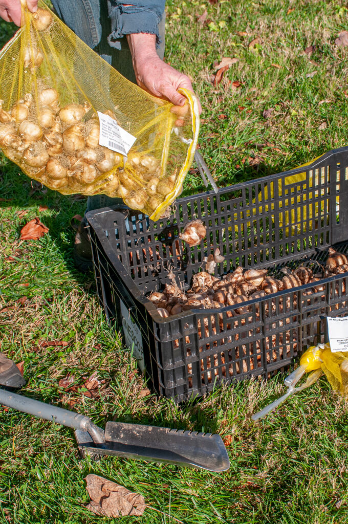 Mixing bulbs in a crate