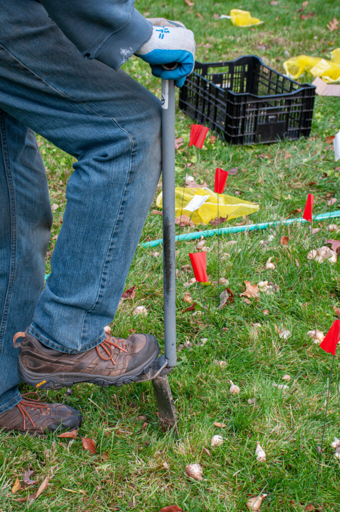 Planting bulbs with a step-on daffodil planter