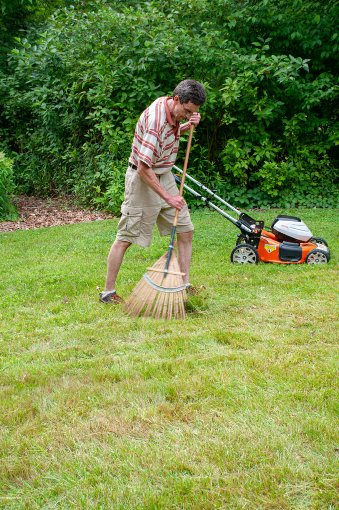 Raking after mowing bulbs planted in grass