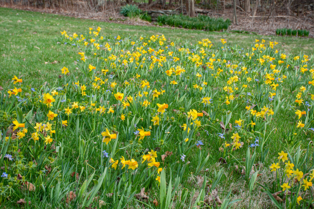 Lawn in bloom with flowers