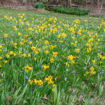 Lawn in bloom with flowers