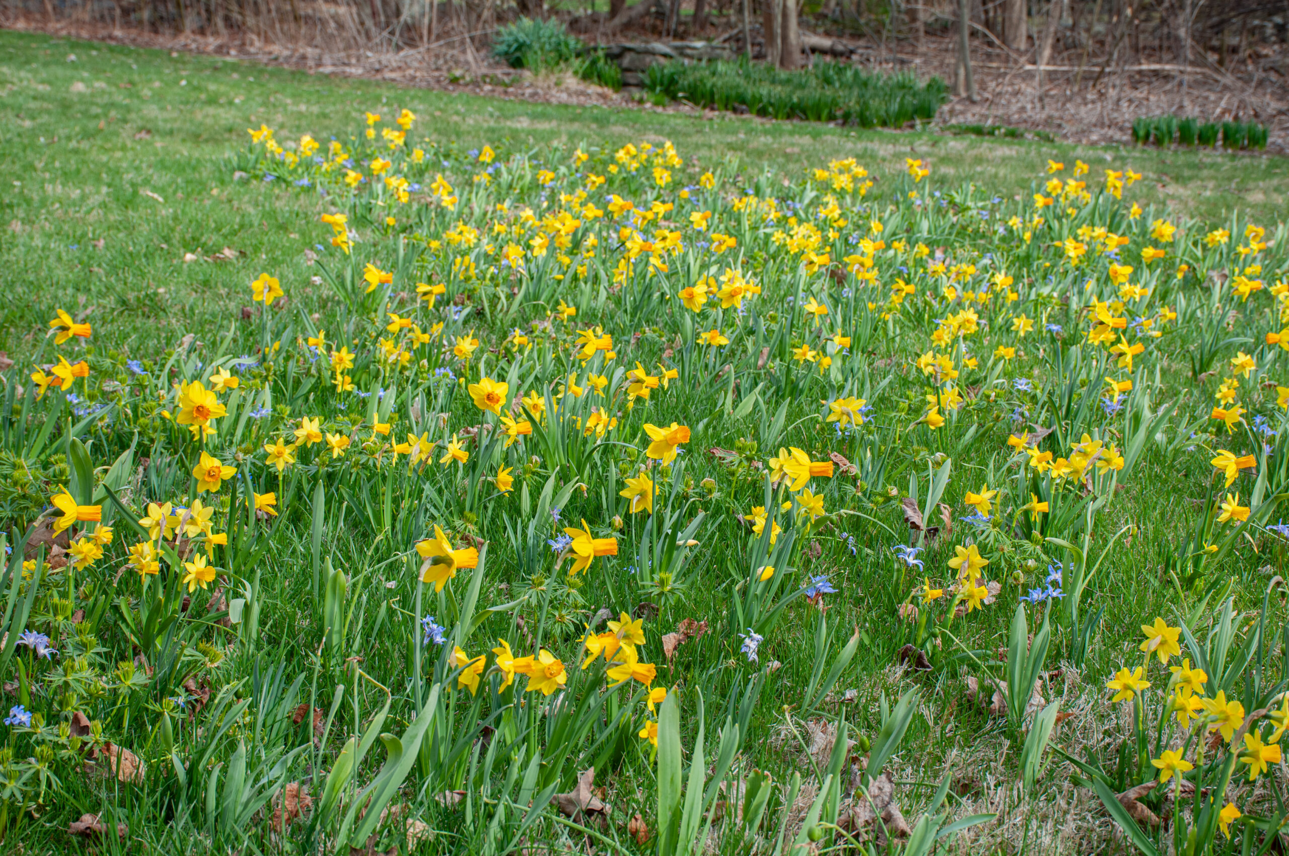How to Plant Bulbs in Grass