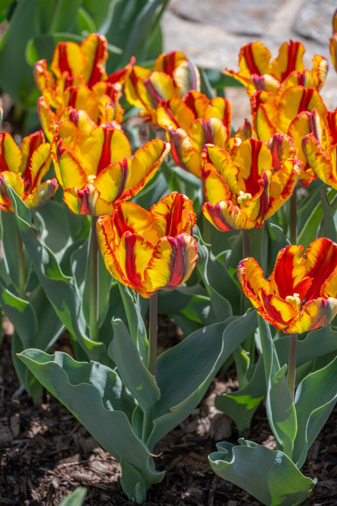 Rasta Parrot tulips in bright sunlight