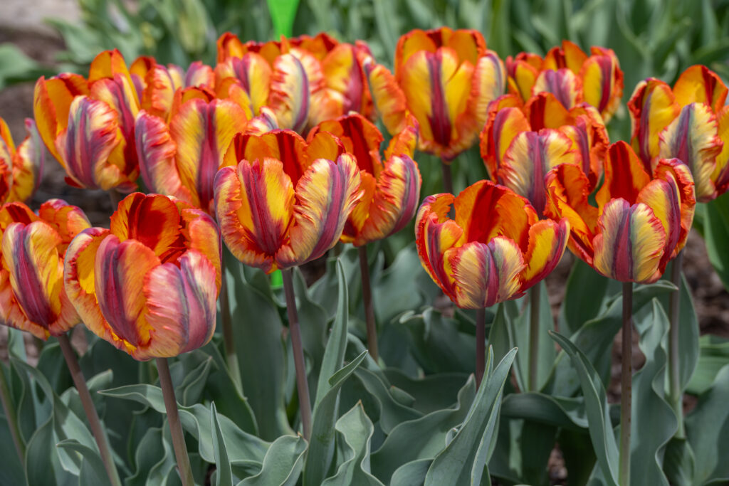 Rasta Parrot tulips planted closely together