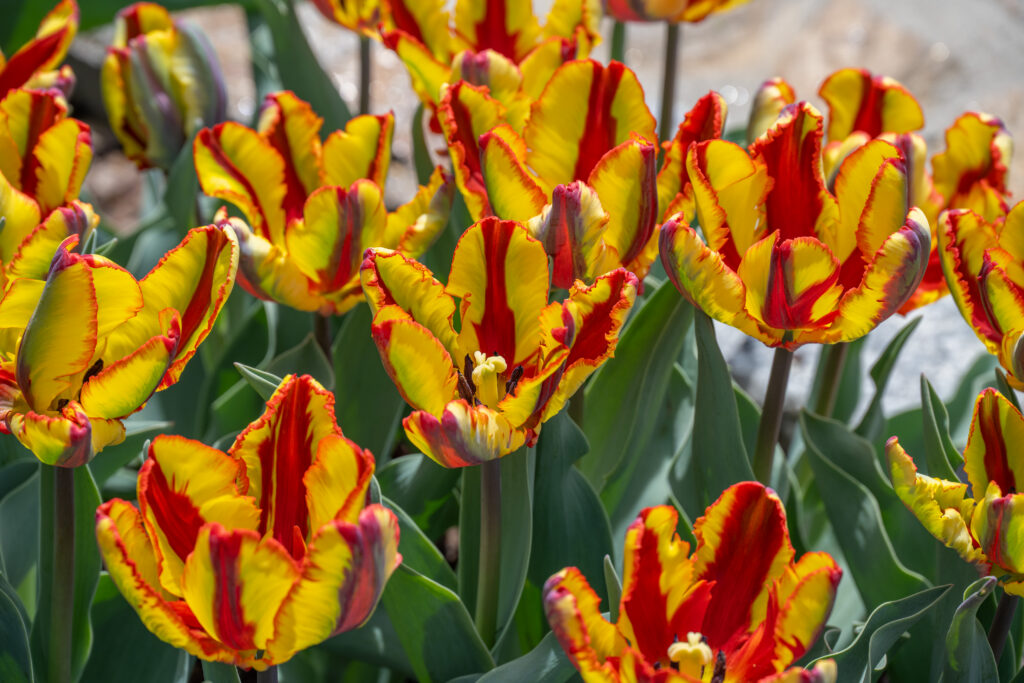 Rasta Parrot tulips open in the sun
