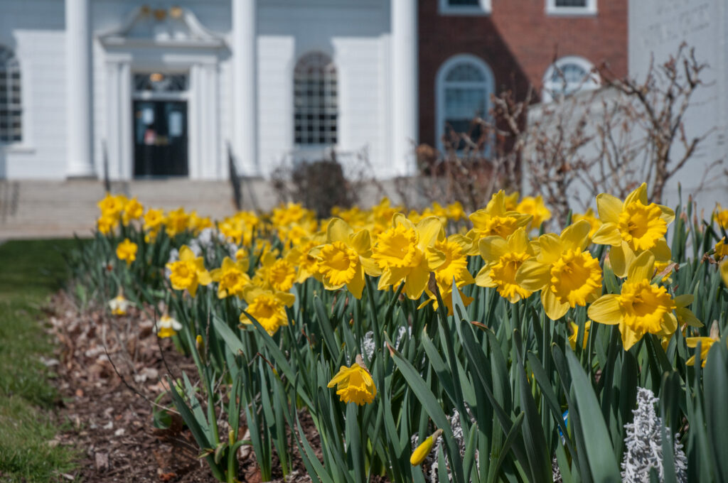 Dutch Trumpet Daffodils outside a colonial style building.