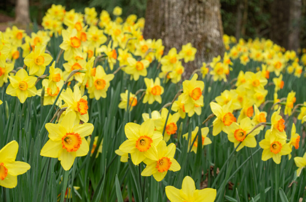 Red Devon Daffodils in the landscape