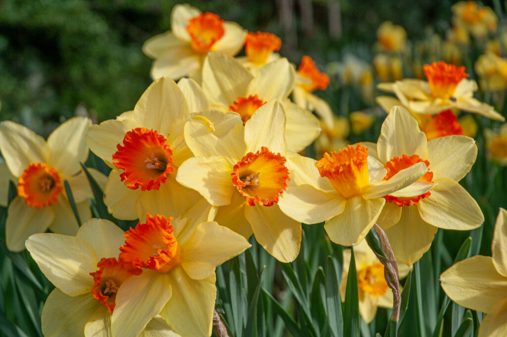 Red Devon Daffodils planted in a cluster