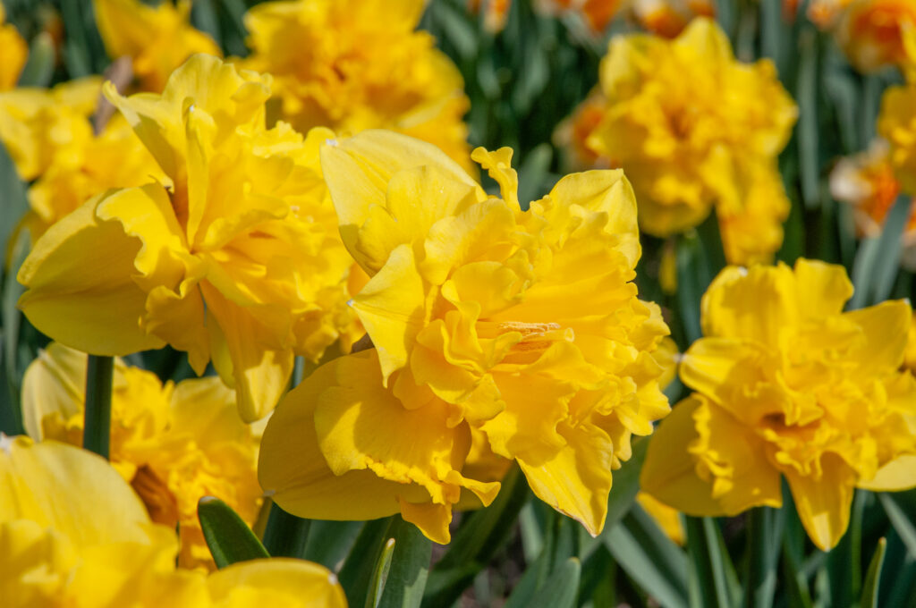 Sailorman daffodils in a field in the Netherlands