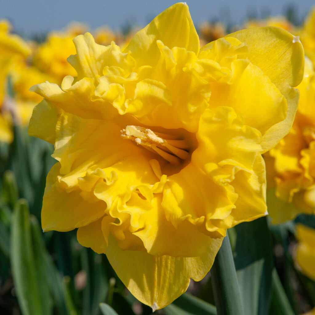 Sailorman Daffodils from Colorblends in a closeup