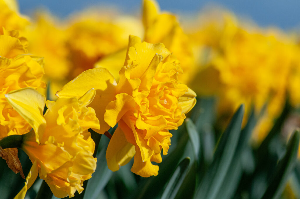 Sailorman daffodils shown in profile