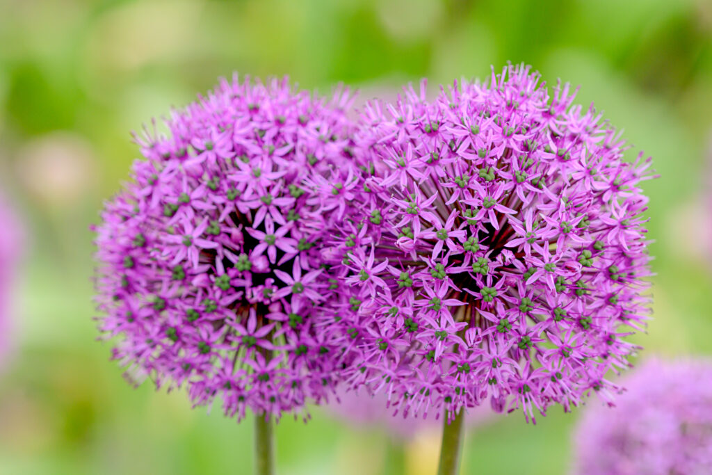 A pair of Allium Jackpot flower heads